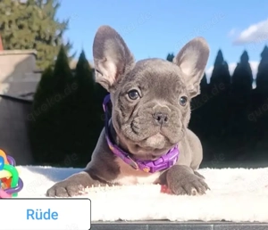 Französische Bulldogge lilac, blau, blau tan, isabella,  braun ,