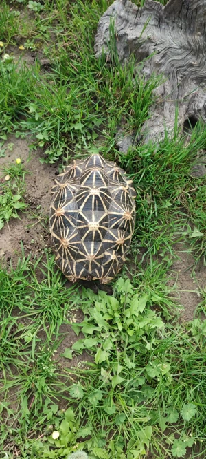 2 Sternschildkröten (Geochelone elegans) von 2019 2020