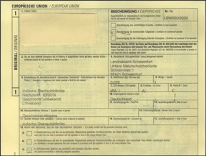 2 Sternschildkröten (Geochelone elegans) von 2019 2020 Bild 3