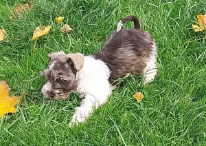 Amerik.Miniaturschnauzer Toy Zwerg mit Pap.
