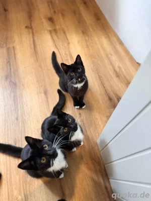 Britisch-Langhaar-Mix Kätzchen