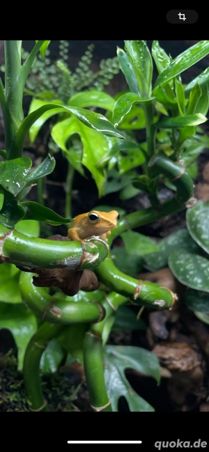 Nachzuchten! Weißbart-Ruderfrosch (Polypedates leucomystax)