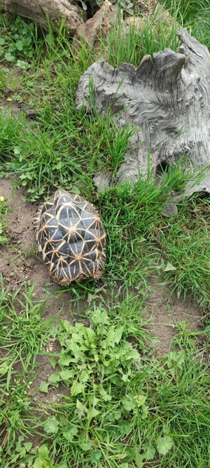 2 Sternschildkröten (Geochelone elegans) von 2019 2020 Bild 2
