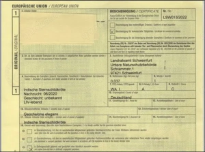 2 Sternschildkröten (Geochelone elegans) von 2019 2020 Bild 4