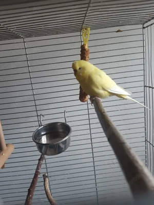 Freundlicher Wellensittich sucht ein neues Zuhause mit Kameraden!