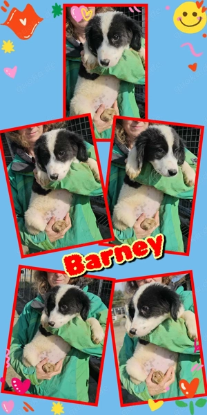 zauberhafter, wunderschöner Welpenjunge "Barney" sucht ein liebevolles Zuhause 
