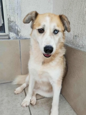 Honey (geb. ca. 2022) lebt im Tierheim in Bosnien und sucht ein Zuhause