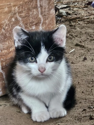 4x KATZEN-junges Rügen