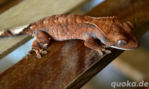 0.0.1 Kronengecko Cappuccino 