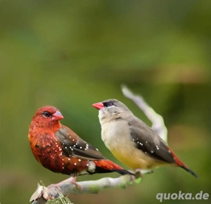Goldbrüstchen, Schmetterlingsfinken,Tigerfinken