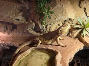 Bartagame Bock inkl. Wüstenterrarium