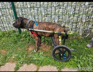 Rollstuhl  Rollwagen für Hunde Größe L mit viel Zubehör 