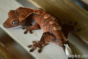 0.0.1 Kronengecko Cappuccino 