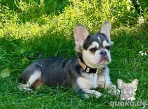 Französische Bulldogge nur noch Rüden