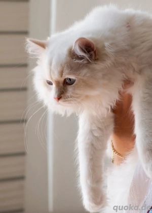 Luxus Kitten Britisch Langhaar, BLH BKH, Kurzhaar 