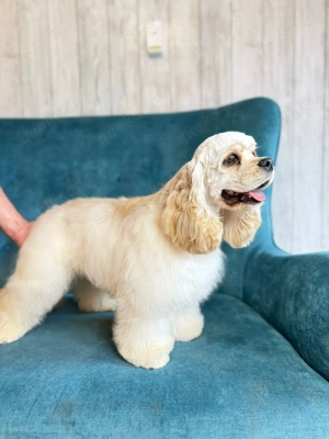 American Cocker Spaniel FCI