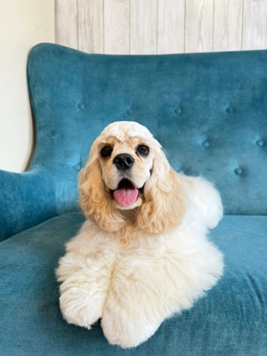 Wunderschöner Hund  American Cocker Spaniel (FCI)