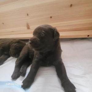Labrador Welpen