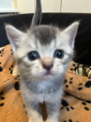 BKH Kitten zum Verkaufen 6 Kitten