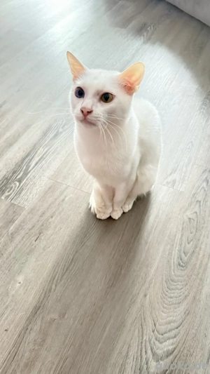 Khao Manee männlich kastriert