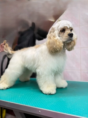 American Cocker Spaniel FCI