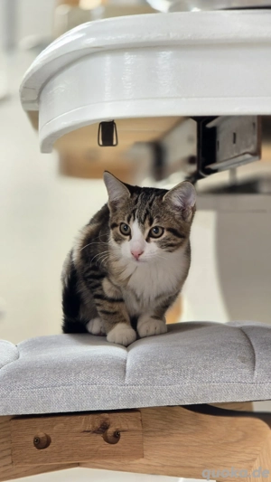 Katzenkitten zu verkaufen 