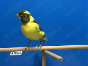 Kanarienvögel, Kanarien von 2025