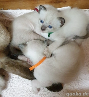 Süßen Kitten Thai-Siam reinrassig 