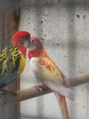 Zuchtpaar Rosellasittiche 