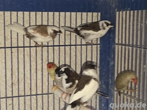 Japanische Mövchen Paare  Bild 3