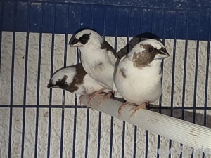 Japanische Mövchen Paare  Bild 2