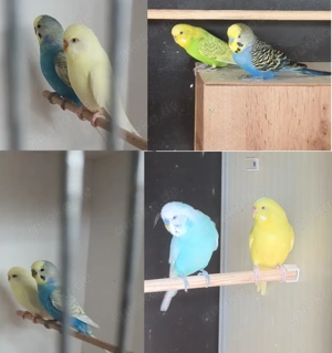 Wellensittiche,  Zuchtpaare