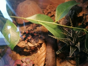 Rotknievogelspinne, Brachypelma Hamoori  Smithi 