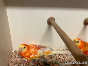 Junge Singsittiche in orange abzugeben