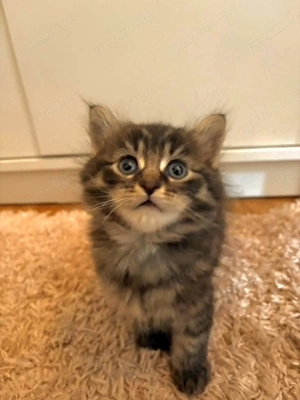 Süße Katzenbabys zu verkaufen  Abgabe ab 12 Wochen