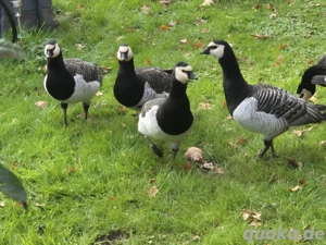 Nonnengänse,  Ziergeflügel,  Weißwangengänse