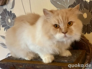 BKH BLH Deckkater in creme white mit Stammbaum BG b Bild 3