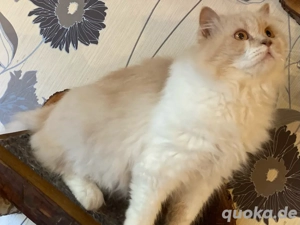 BKH BLH Deckkater in creme white mit Stammbaum BG b Bild 5