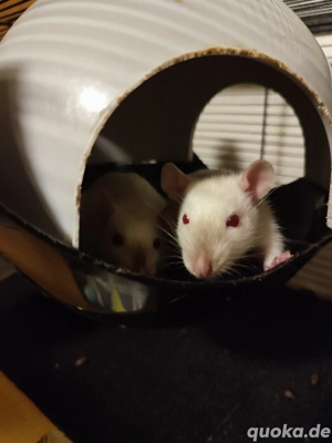 4 bezaubernde Siam Ratten Jungs 