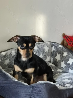 Ich suche eine für immer Zuhause. 