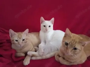 Nathan und Leopold (ALO)