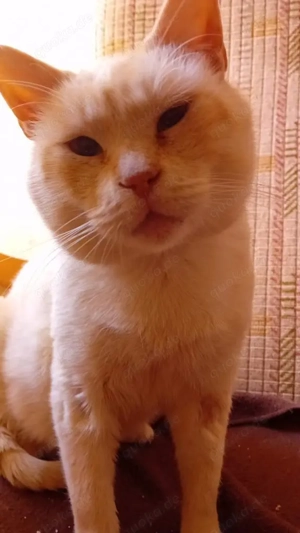 Siam Mix Elahi (ALO) Bild 2