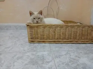 Siam Mix Elahi (ALO) Bild 3