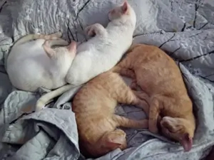 Siam Mix Elahi (ALO) Bild 5