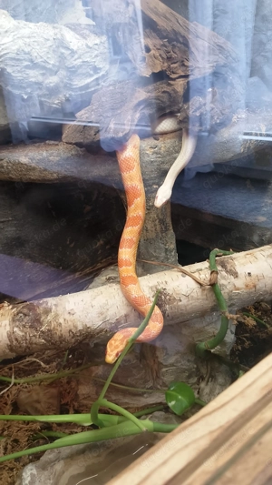 Zwei Kornnatter Weibchen in erfahrene Hände abzugeben