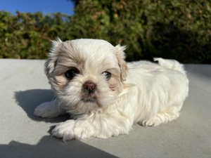Shih Tzu Welpen suchen liebevolles Zuhause   