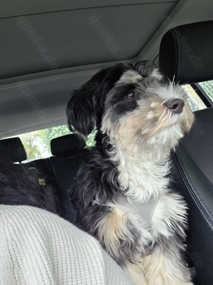 Ich suche ein für immer zuhause 