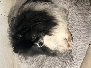 Zwergspitz Pomeranian 2 w und 2 m
