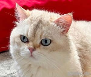 Bkh Deckkater mit Stammbaum