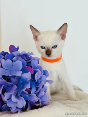 Siam Kätzchen reinrassig edel 1 Mädchen frei  